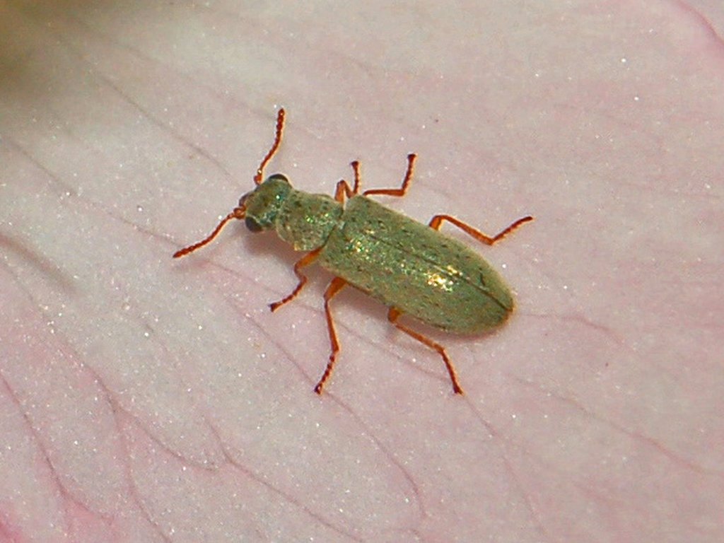 Un piccolo coleottero verde ... Danacea
